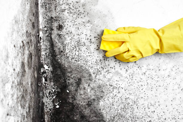 Best Mold Damage Restoration  in Chesterfield, SC