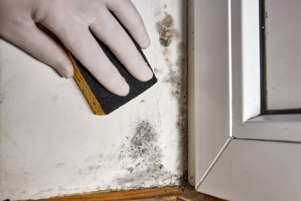 Best Forensic Mold Investigation  in Chesterfield, SC